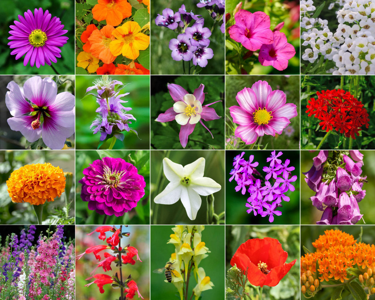 butterfly flower seeds mix Hummingbird Wildflower Seed Mix