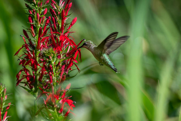 american seed wildflower blend hummingbird Hummingbird Wildflower Seed Mix