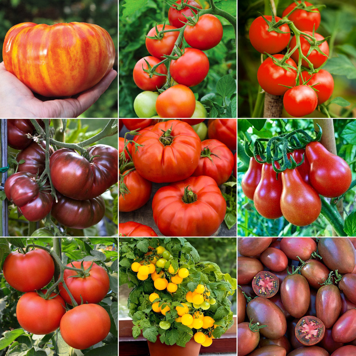 garden heirloom seeds Heirloom Tomato Garden
