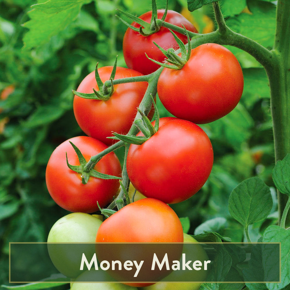 heirloom tomato plant seeds Heirloom Tomato Garden