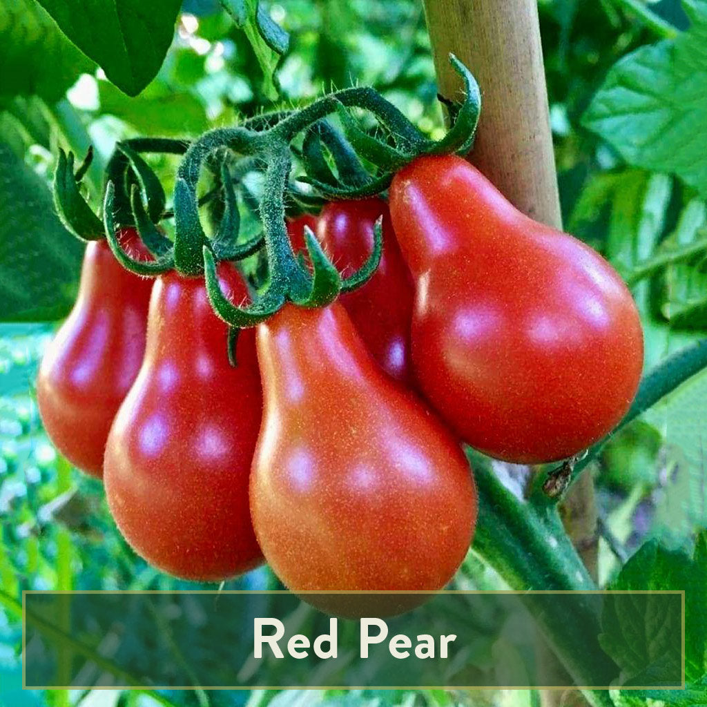 Heirloom Tomato Garden