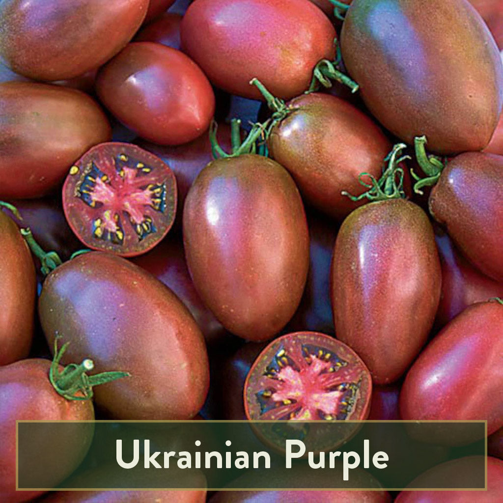 Heirloom Tomato Garden