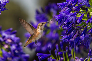 Hummingbird Wildflower Seed Mix