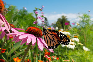 Hummingbird Wildflower Seed Mix